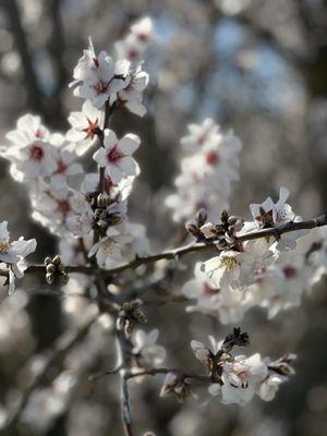 Shadow Cliffs Regional Recreation Area
