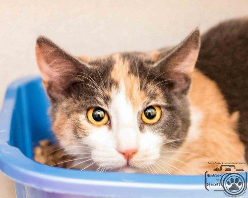 Teller County Regional Animal Shelter