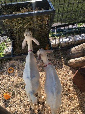 Devil's Lake Lavender Farm