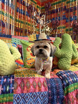 Grooming Girls Pet Salon