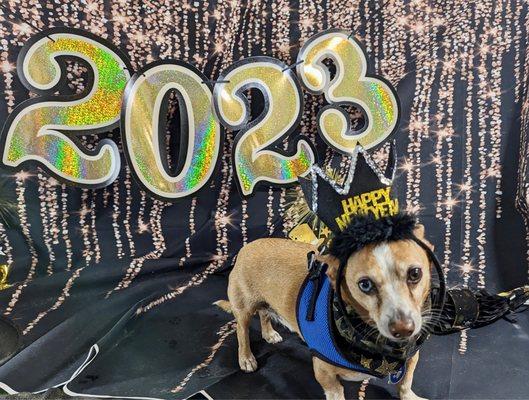 Luca loves Star Mutts friendly service