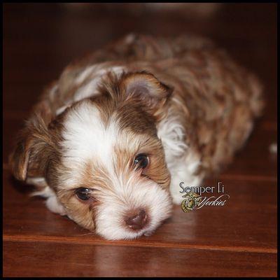 Semper Fi Yorkies