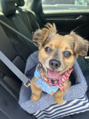 Archie after his groom!