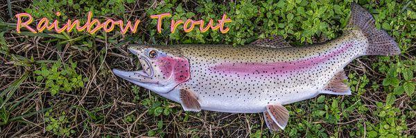 The Fish Mount Store