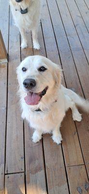 Paws of Hope