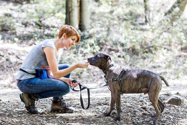 Gentle Touch Pet Care