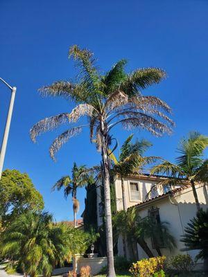 Vista Valley Tree Service