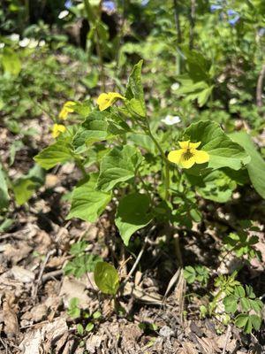 Izaak Walton Wetlands