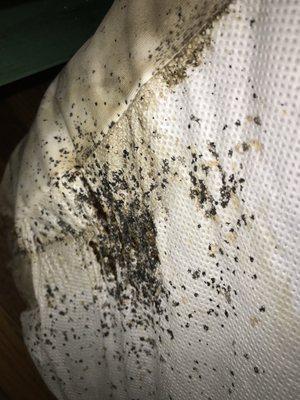 Bedbugs a growing concern in ROCKFORD