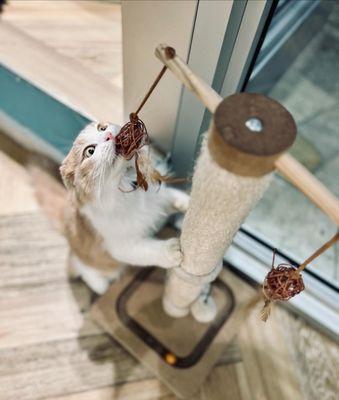 Mahina reaching for the toy or is she posing for the photo