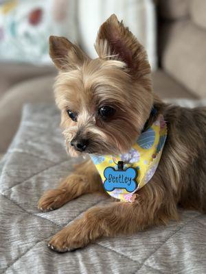 My little guy right after a grooming