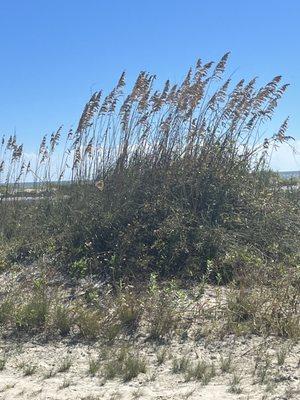 Marsh grass on the beach SSI