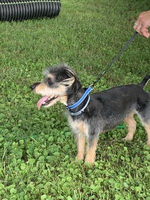 Gael Farm and Kennel