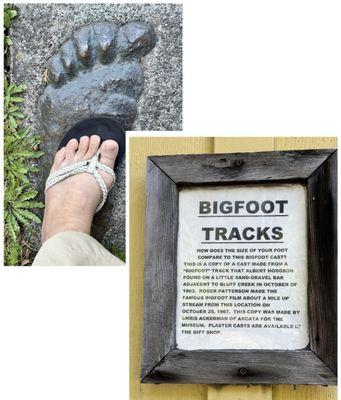 05.24.25 Bigfoot tracks