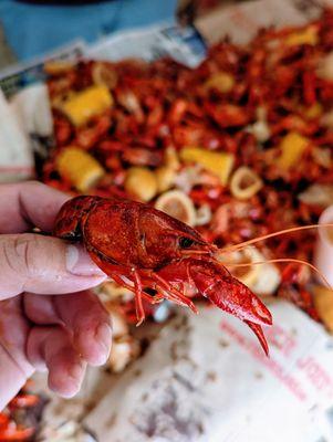 GoCrawfish - Magnolia