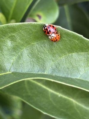 Liberty Landscape Supply