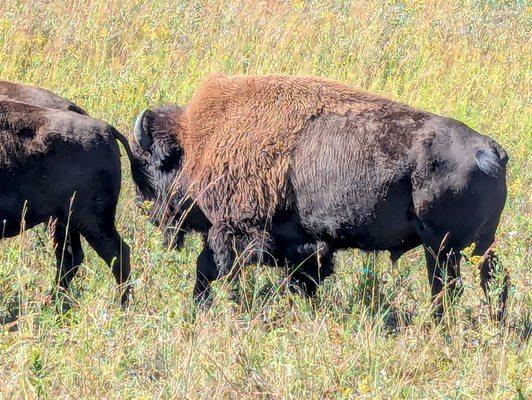 The Nature Conservancy