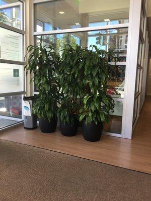 Plant at the entrance