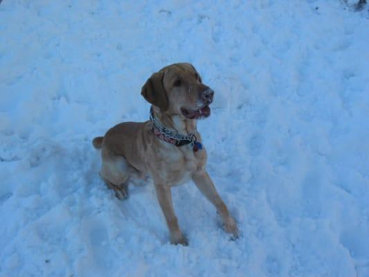 Hank, the original SeaDogRun loved to run anywhere including the snow.