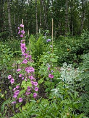 Alaska Botanical Garden