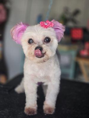 Little Boss Grooming