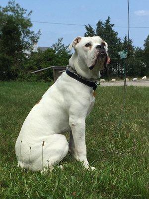 Avon Veterinary Clinic