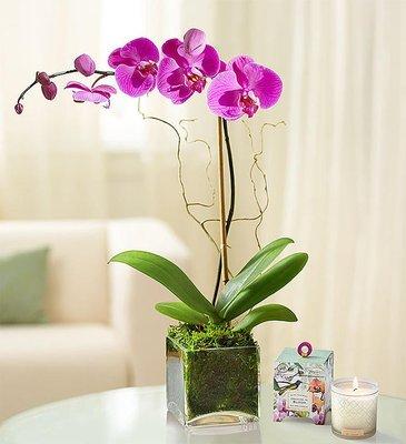 Orchids Arrangements