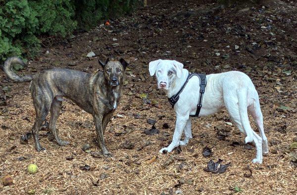 Dogs like McMinnville dog park.
