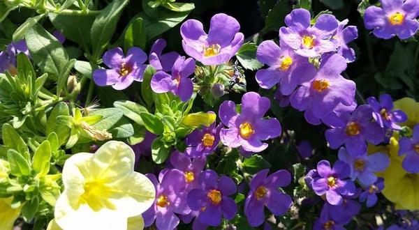 Hetrick Gardens Landscape & Nursery Center
