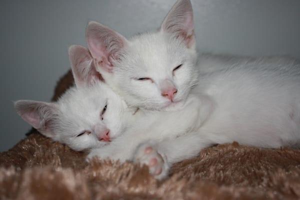 Head To Tail Pet Grooming