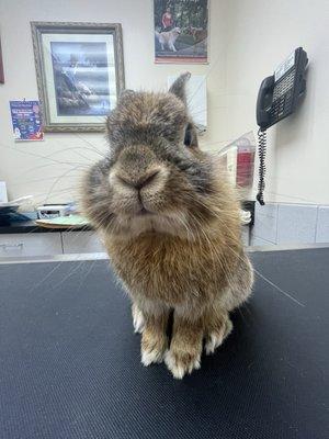 Scottsdale Animal Clinic