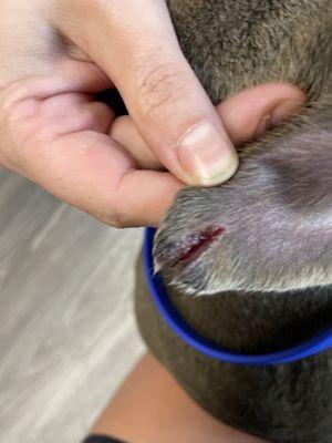 South Paws Dog Resort