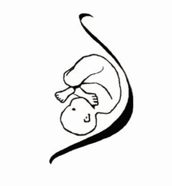 More Than Birth-Midwifery