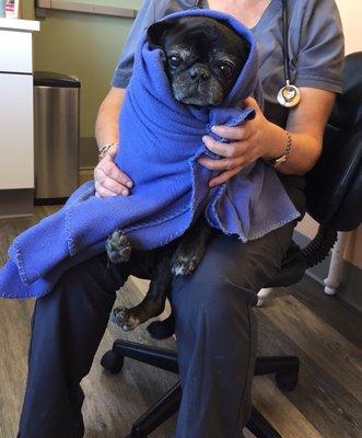 Ivan Animal Hospital