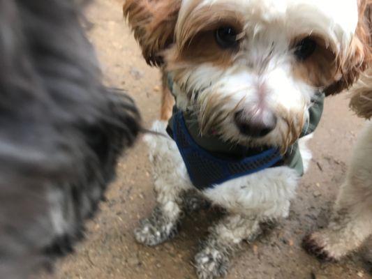 R Positive Dog Walking