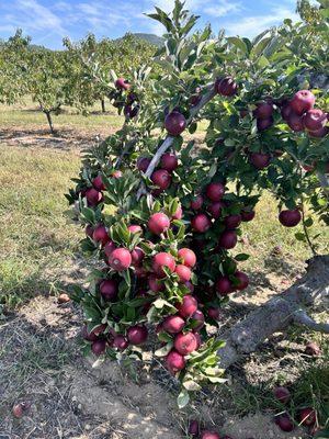 Gross' Orchard