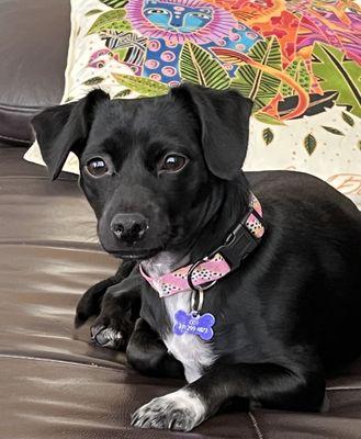 Our Ruby
 2 yr old Chiweenie