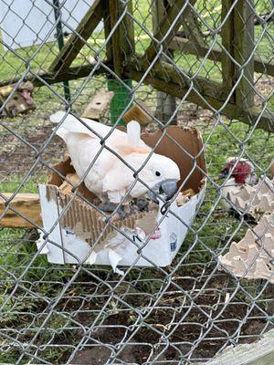 Paradise Meadows, South Point Road