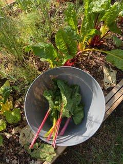 The Indigenous Gardener