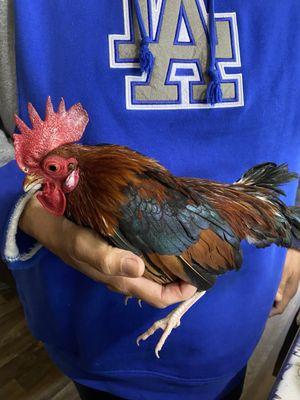 El Corral Animal Shop