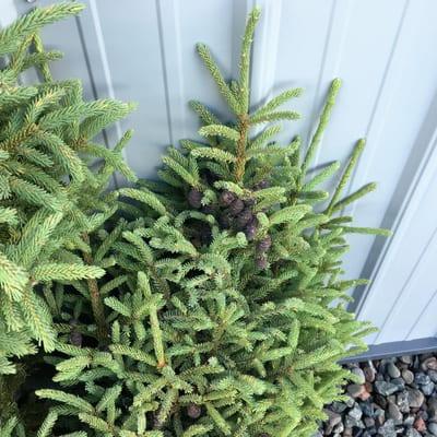 Black Spruce Holdings