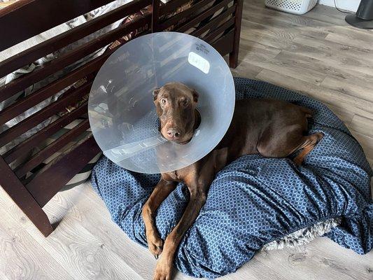 Animal Hospital of Onslow County