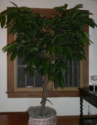 Indoor Ficus