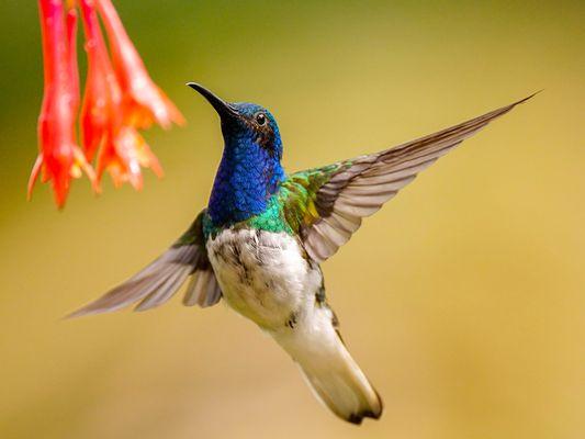 Discover Colombia the Mecca of ornithology.