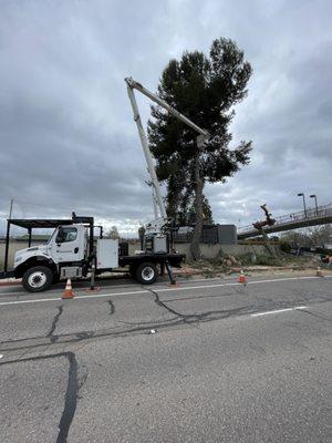 Santee schools tree removal 3