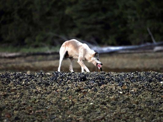 Wolf enjoying a salmon along the coast in John's cove - Canada