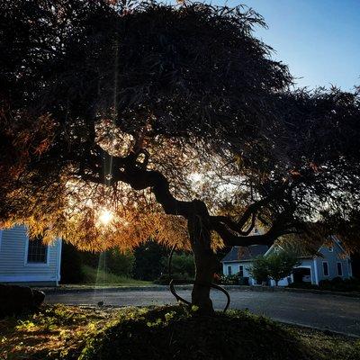 Monarda Garden And Landscaping