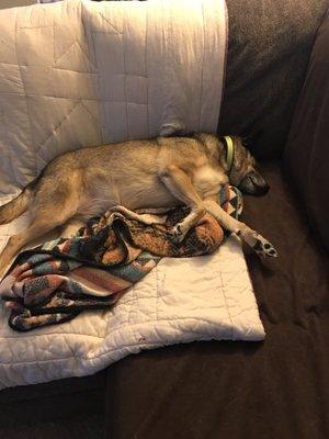 After a fun day of being spoiled at Lucky Dawgz, Packers is out like a light!