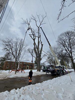 Metro Detroit Tree & Firewood