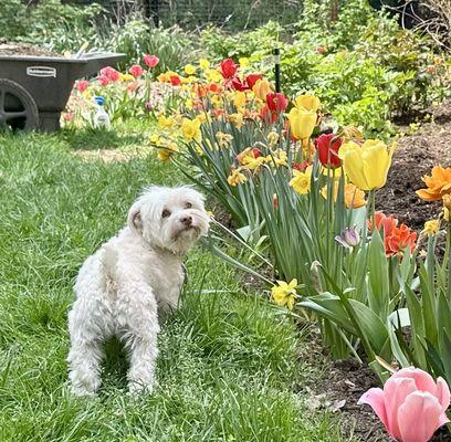 College Gardens Pet Camp